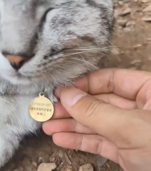 豆豆主人为牠加上名牌，希望游客不再误带落山。抖音
