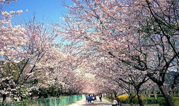 高智縣的櫻花。　travelrich.com