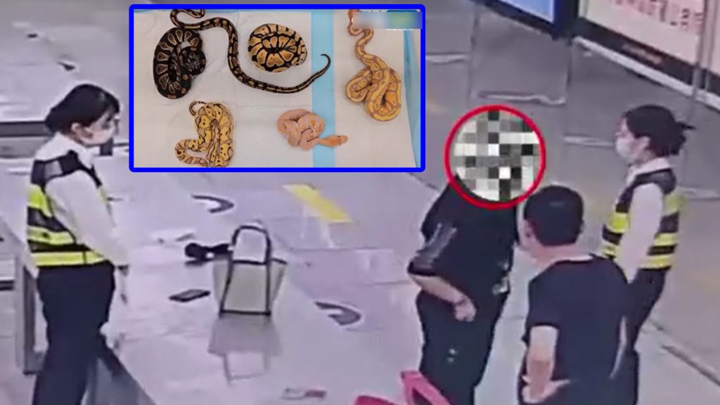 女旅客被截後，海關在其身上搜出6條瀕危活球蟒。影片截圖