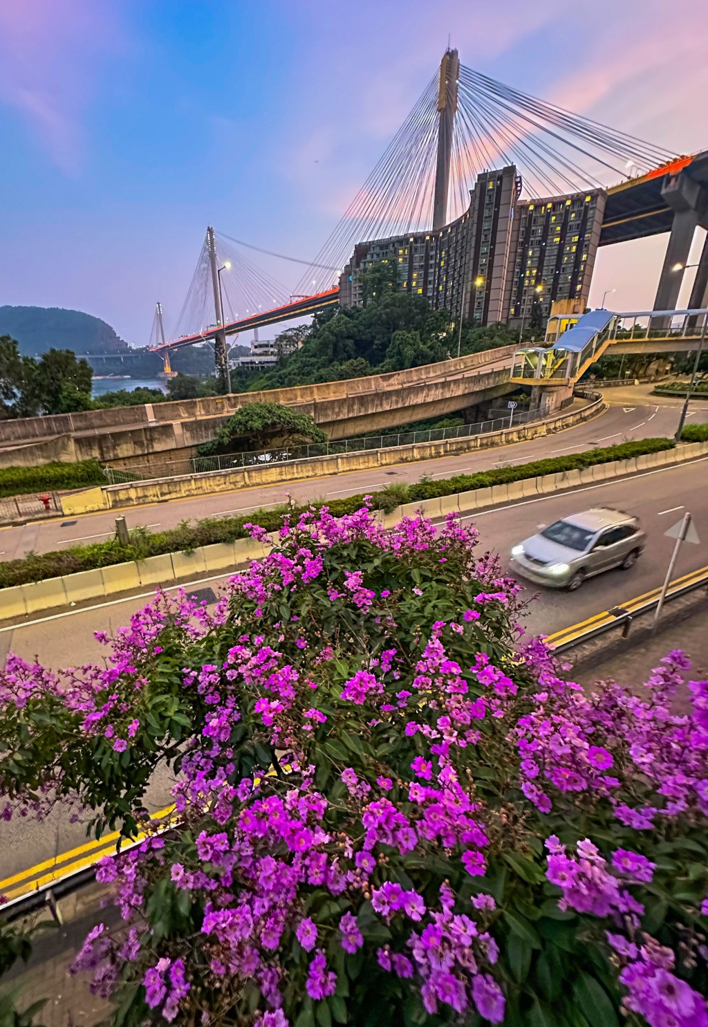 以灿烂盛放的花加上地标汀九桥做背景，更有香港特色。