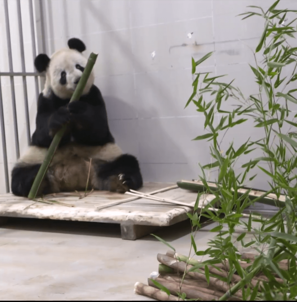 大熊猫「美香」一家三口返抵中国后，随即开大餐。 央视截图