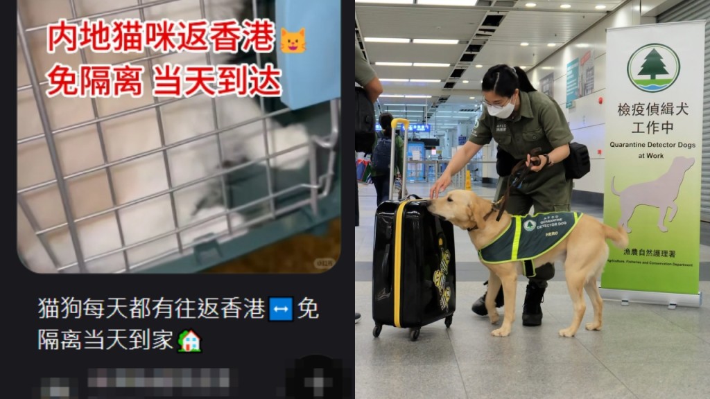 走私猫狗帖文猖獗 渔护署：主动定期与社交平台沟通 对方按要求审视下架