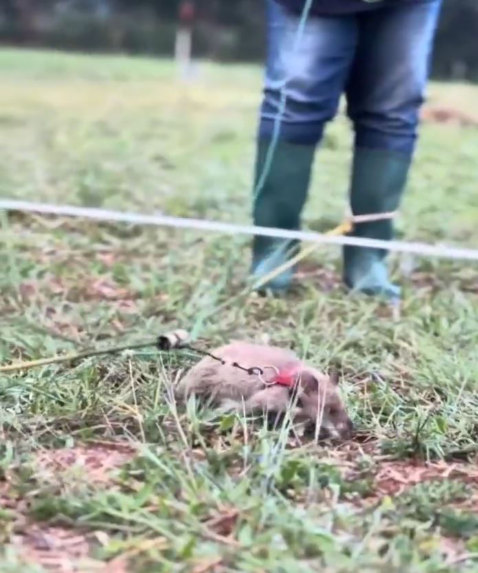 經訓練的非洲巨鼠能快速找出地雷。X@herorats