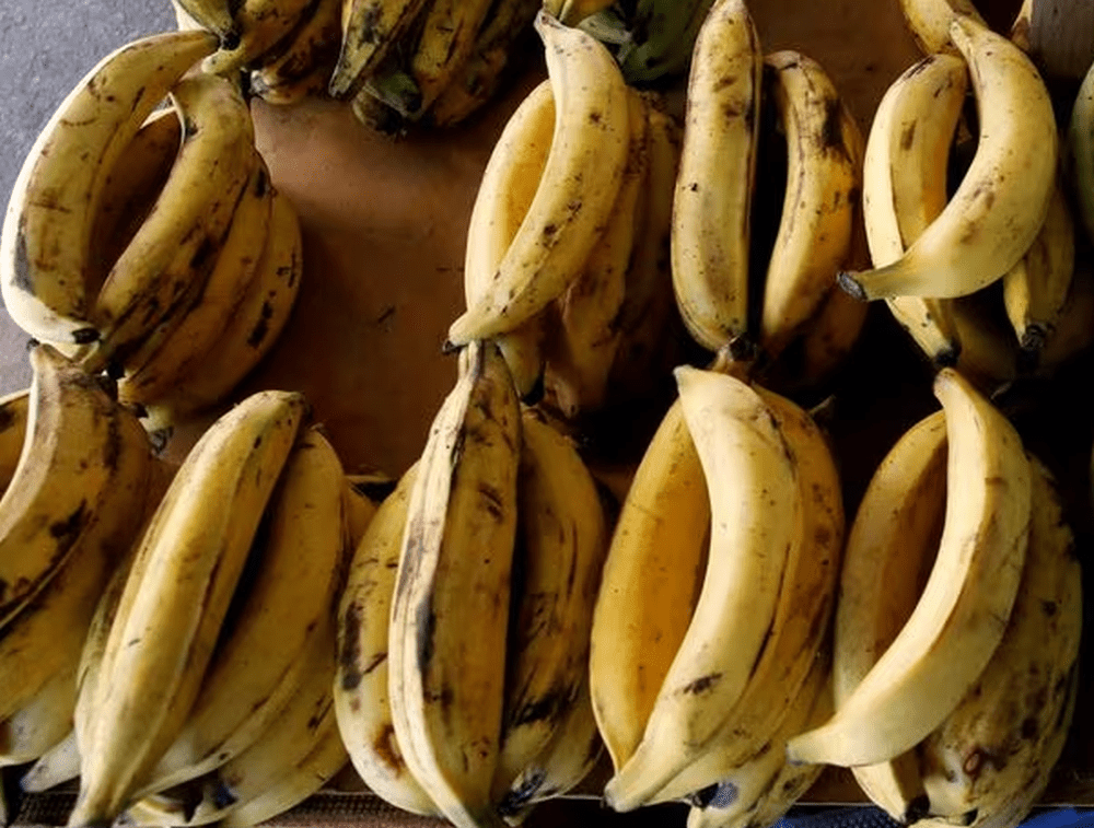 香蕉不仅能补充能量、带来饱足感、减少胀气、促进排便，还有助于提升睡眠品质。 AP/路透社