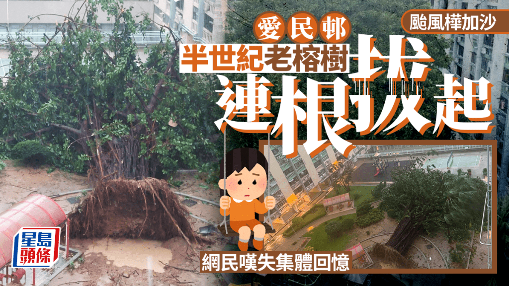 颱風樺加沙︱愛民邨逾半世紀老榕樹倒塌 網民嘆可惜：呢棵樹陪住我長大