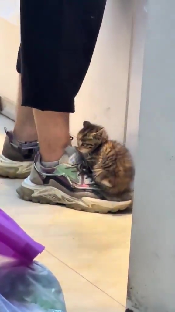 BB猫店长正满足地安坐于小哥右脚的波鞋上，一派悠然自得。网上截图
