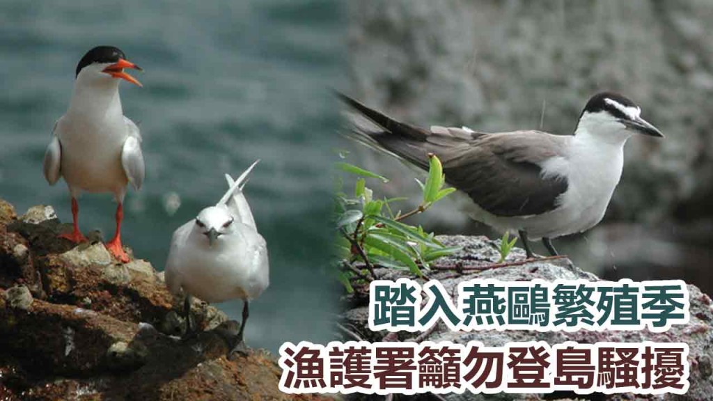 漁護署呼籲市民不要登上燕鷗繁殖的小島騷擾。香港觀鳥會圖片
