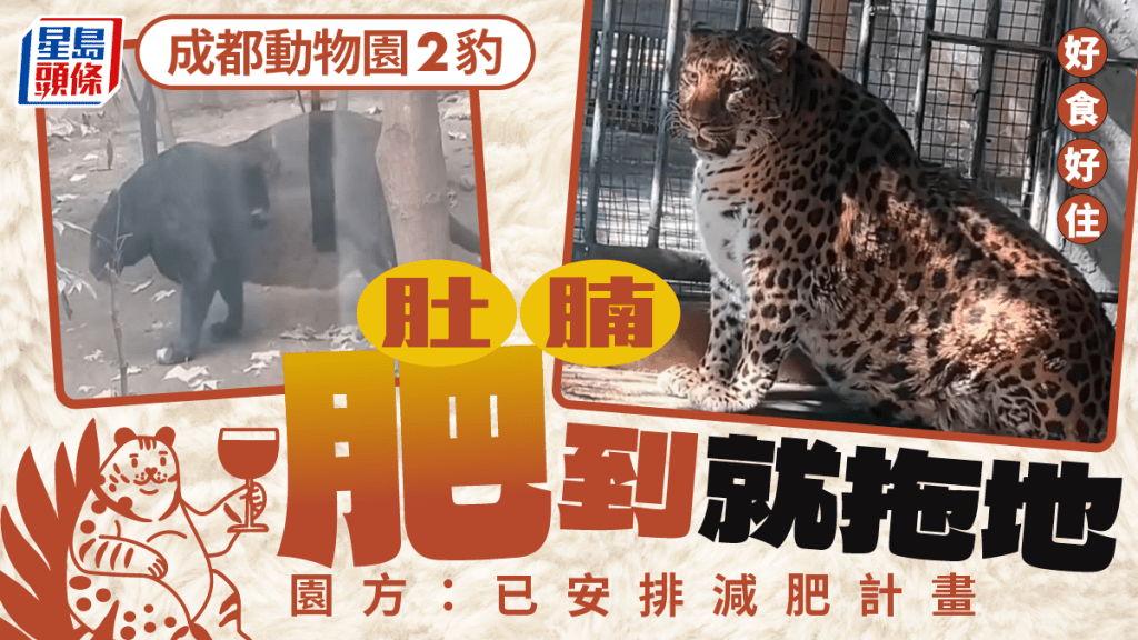 成都動物園兩「豹」肚腩快拖地  園方：已安排減肥減牛肉