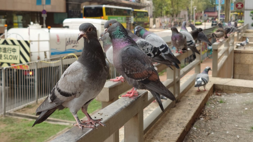 野鴿企在欄杆上歇息。