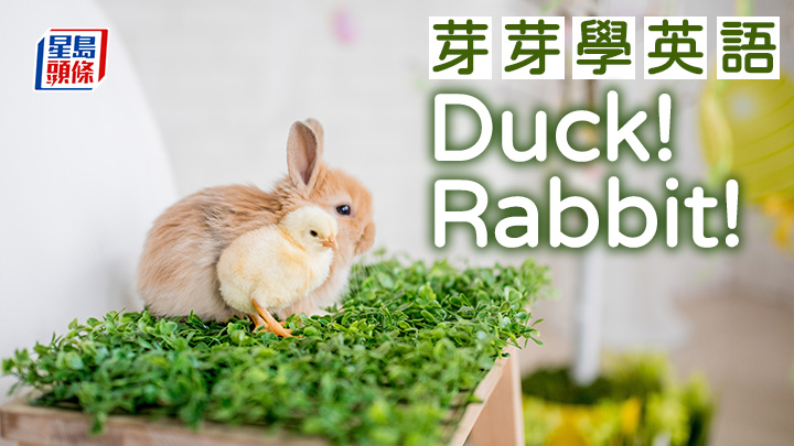 陳東紅 - Duck! Rabbit!｜芽芽學英語