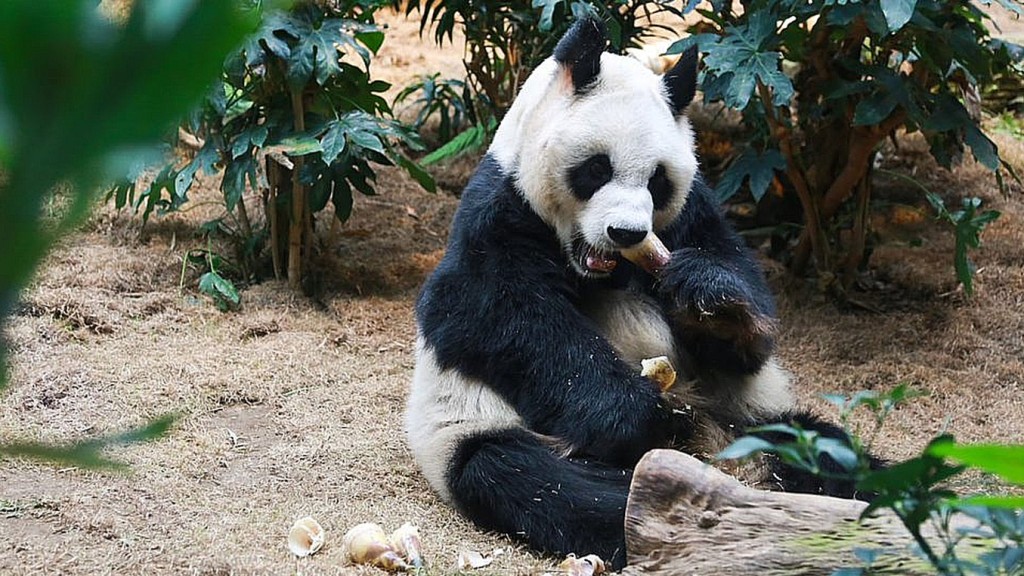 大熊貓「安安」接受安樂死,享年 35 歲。海洋公園圖片