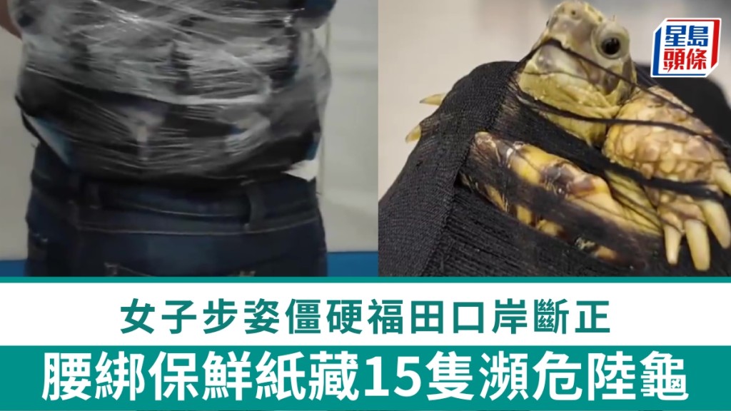  福田口岸｜腰綁保鮮紙藏15隻瀕危陸龜 步姿僵硬女客斷正