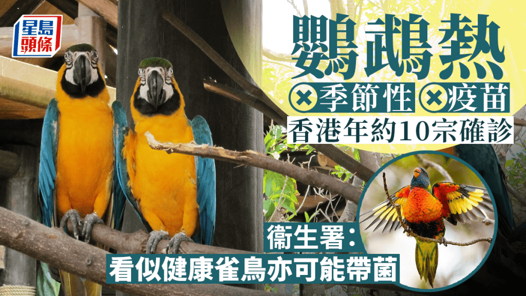 鸚鵡熱︱無季節性亦無疫苗 港年約10宗確診 衞生署提醒勿輕視健康雀鳥