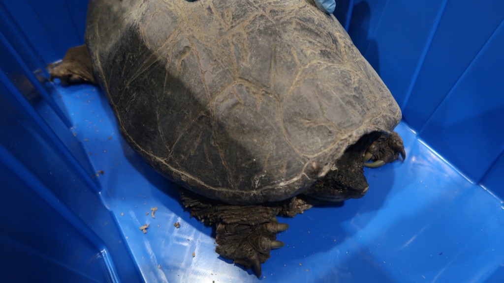 海關截查深圳灣出境貨車 檢逾700隻瀕危活龜活蜥