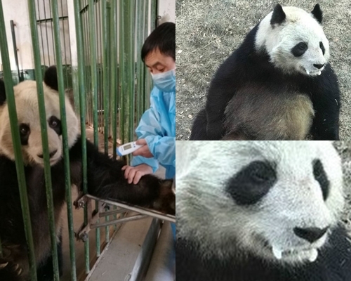 蘭州市生態建設管理局公開回應，表示蜀蘭已進入老齡化，身體指標正常。