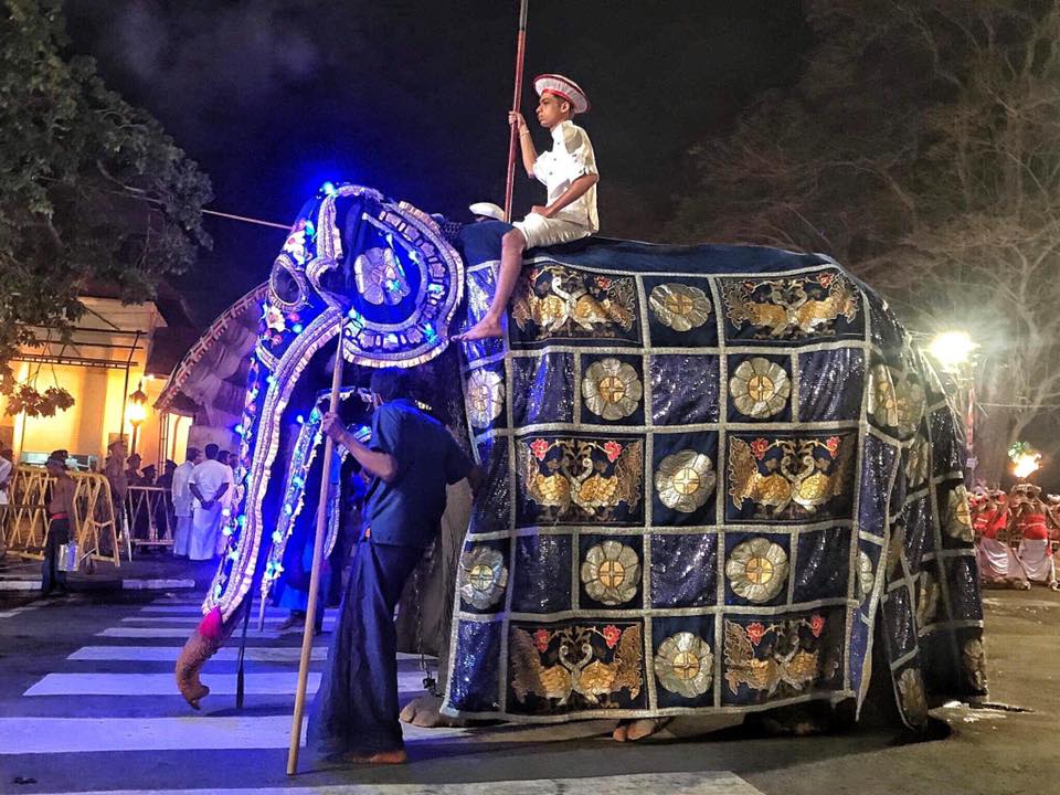 蒂基理被迫要穿上華麗衣服參加巡遊。 Save Elephant Foundation圖