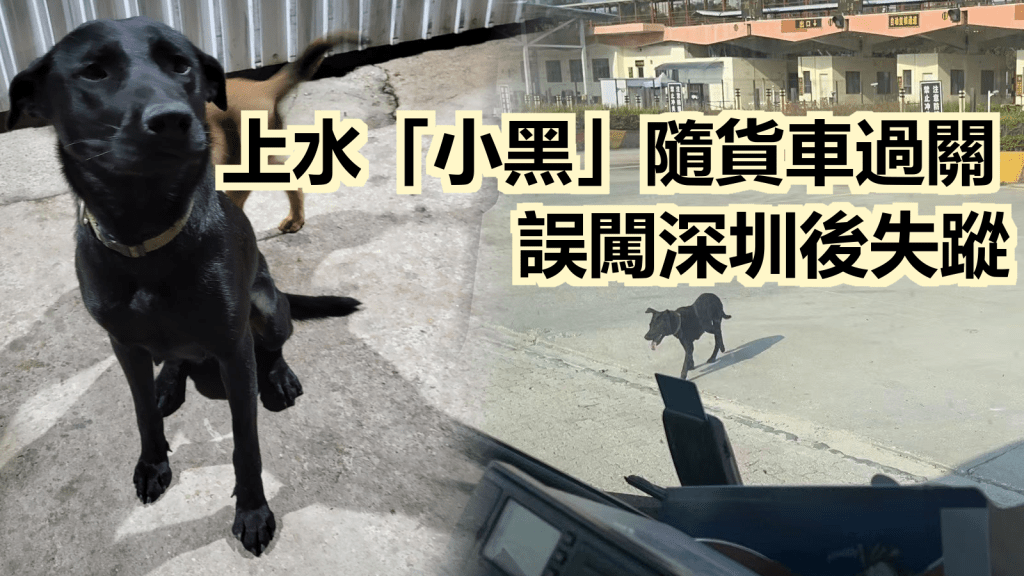 狗隻「小黑」在4月8日跟隨貨車經皇崗口岸跑進深圳，最後於福田失蹤。「香港動物報」圖片