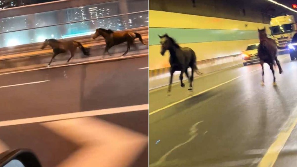 2匹熱血小馬在國慶日晚上玩轉蘇州鬧市。抖音