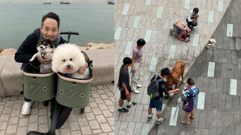 元朗狗咬狗｜議員痛心促加強刑罰 倡強制大狗外出須戴口罩：狗無知，但人有責