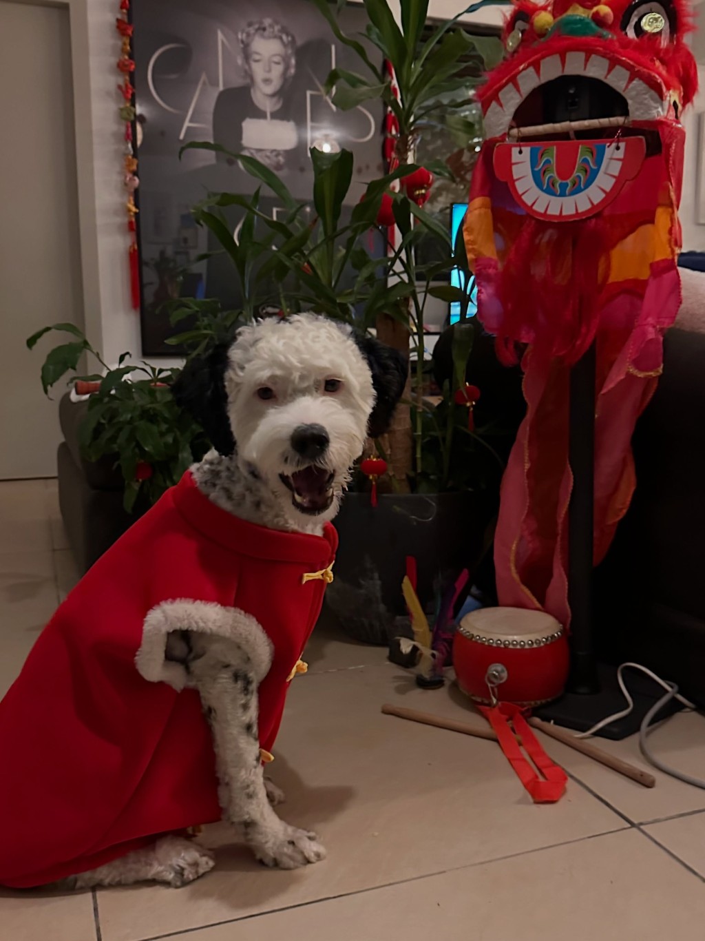 貝安琪的狗狗樣子得意，人見人愛。