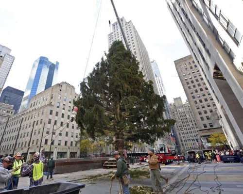 72呎高的聖誕樹將於月底亮燈。AP