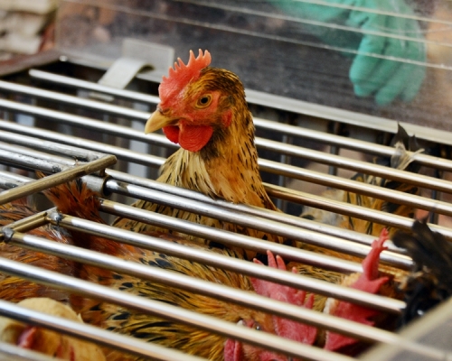 德國部分地區爆發H5N8禽流感，食安中心即時指示業界暫停上述地區進口禽肉及禽類產品。資料圖片（示意圖）