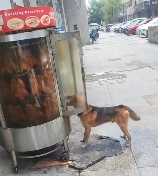 烤鴨爐被狗只舔食。新京報
