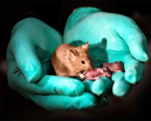 中國科學院動物研究所培育出具有兩個父系基因組的孤雄小鼠。網圖
