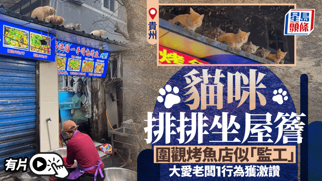 貴州小貓「監工大隊」 圍觀烤魚店   大愛老闆獲食客激讚︱有片