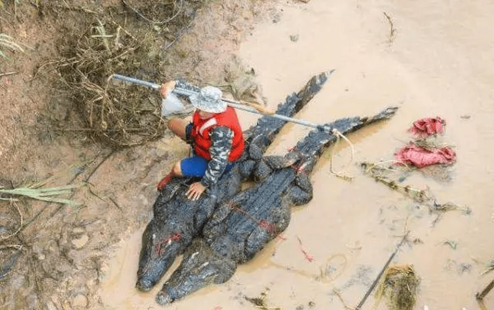 工作人员在水浸的地区捕获出逃鳄鱼。