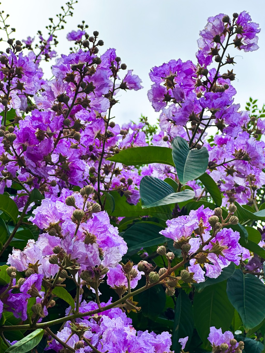 大花紫薇绽放时花团锦簇。
