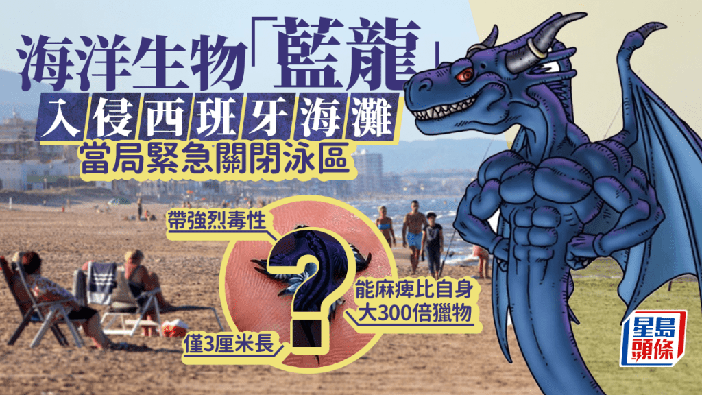西班牙海灘驚現劇毒「藍龍」能麻痺比自身大300倍獵物 當局急封泳區