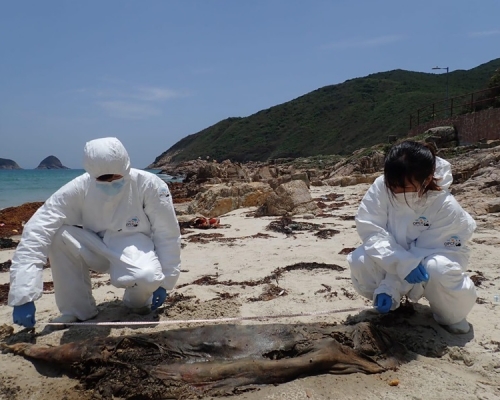 西貢西灣村發現擱淺江豚屍體。海洋公園保育基金圖片