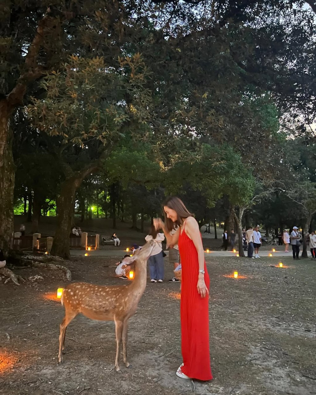 沈卓盈去奈良餵鹿。 沈卓盈去奈良餵鹿。