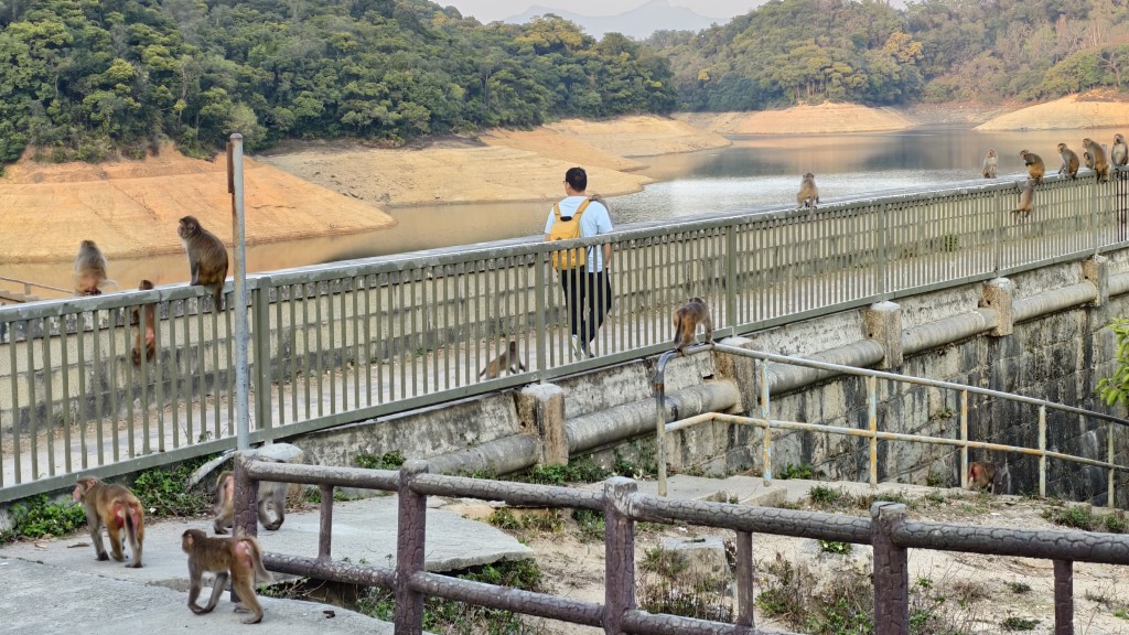 金山郊野公園聚集不少猴子。 金山郊野公園聚集不少猴子。