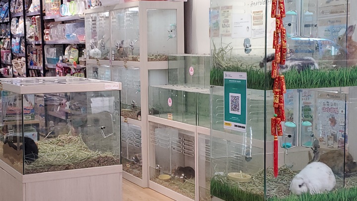 漁護署批出17宗售賣倉鼠的寵物店資助申請。資料圖片