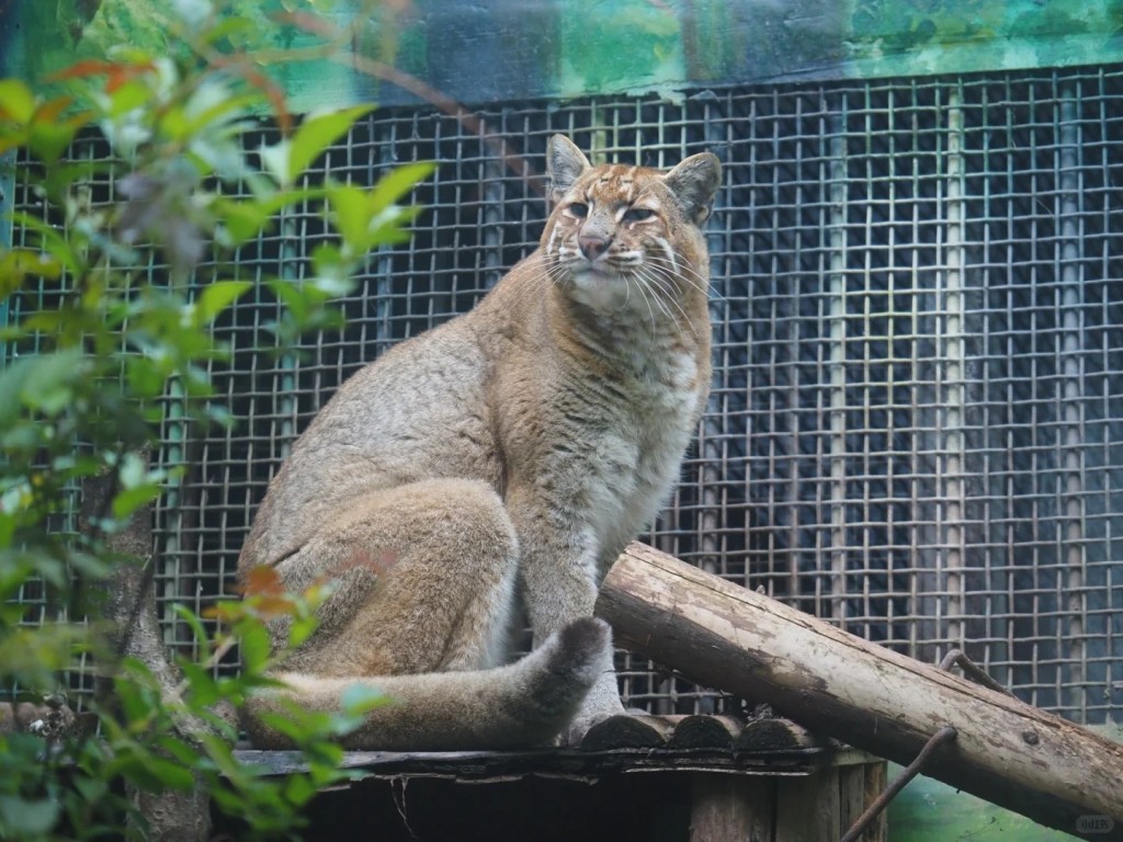 重庆金猫动物园明星动物「阿宅」离世，许多网民在网上悼念。