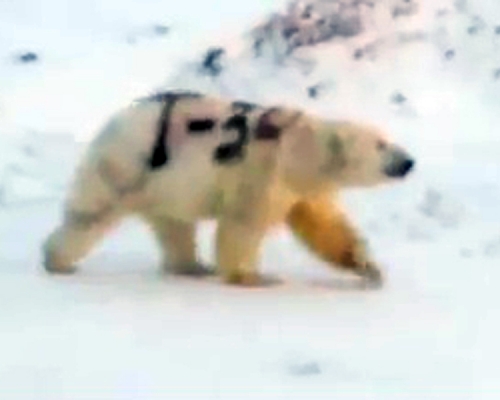 俄羅斯社交媒體流傳一段影片當中一隻北極熊身上被噴了巨大的「T-34」黑字的字樣，專家對此相當震驚。（網圖）
