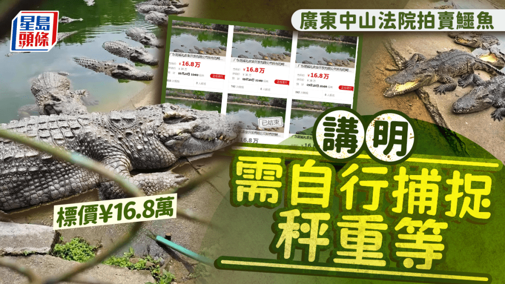 拍賣鱷魚｜法院標價¥16.8萬講明自行抓捕  「鱷魚女神」欠工程費變失信人