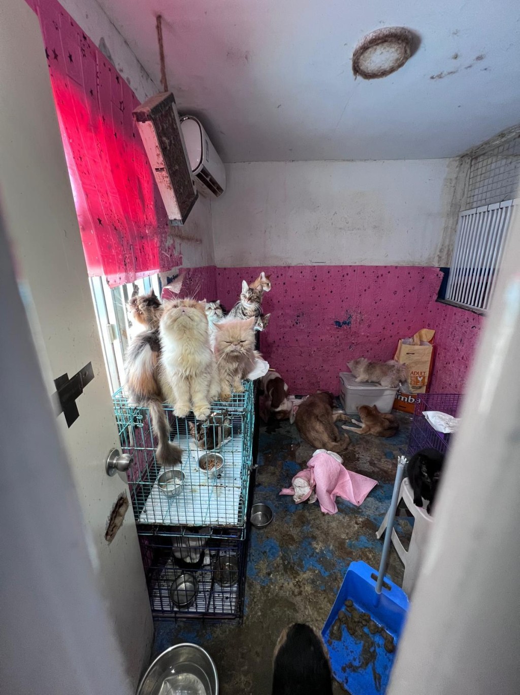 照片可見，狗場環境惡劣，非常污糟。愛護動物協會提供