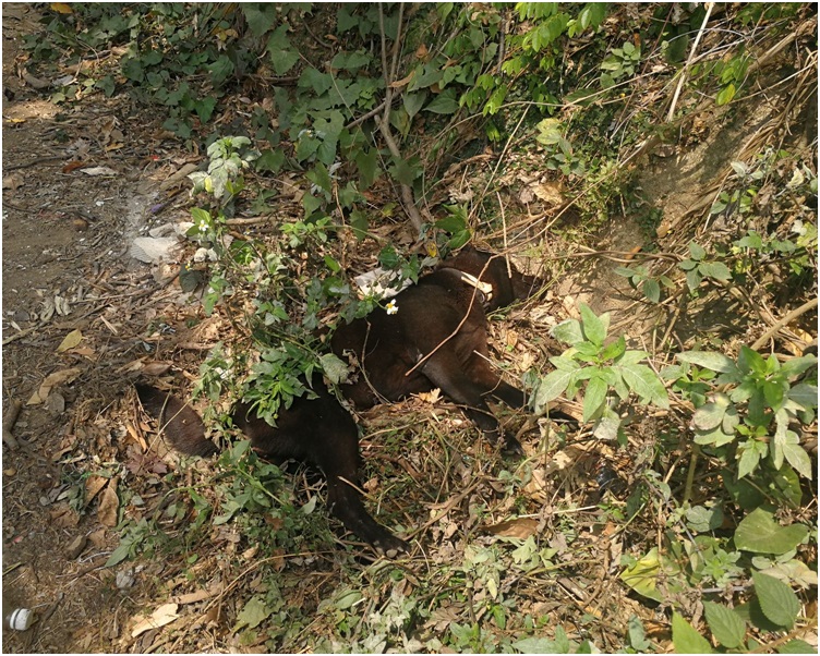 另一頭黑色狗疑遭人毒死亦倒斃在草地上。梁國峰攝