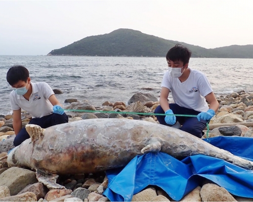 大嶼山塘福泳灘發現有中華白海豚擱淺。海洋公園保育基金圖片
