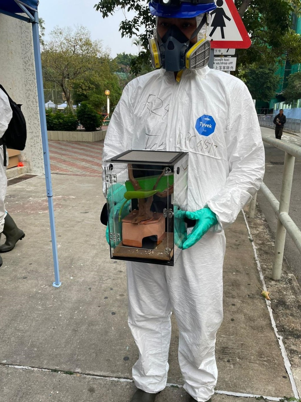 DVIU今日在宏福苑救出1隻蜥蜴。