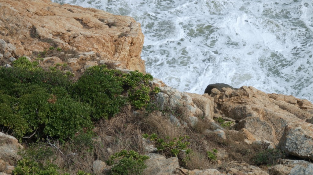 草海桐憑藉高適應力在環境極端的橫瀾島上開花結果。香港電台提供 草海桐憑藉高適應力在環境極端的橫瀾島上開花結果。香港電台提供