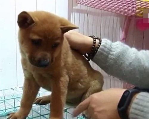 一名男子到寵物店買下一隻柴犬,但他其後發現花了6000元人民幣買回家的是一隻唐狗。 網上圖片