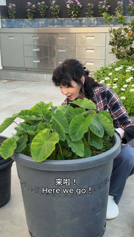 張曼玉的天台綠意盎然。 張曼玉的天台綠意盎然。