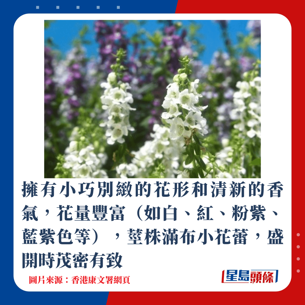 擁有小巧別緻的花形和清新的香氣，花量豐富（如白、紅、粉紫、藍紫色等），莖株滿布小花蕾，盛開時茂密有致