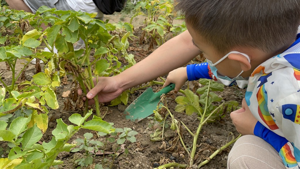 齊齊落手落腳掘薯仔。