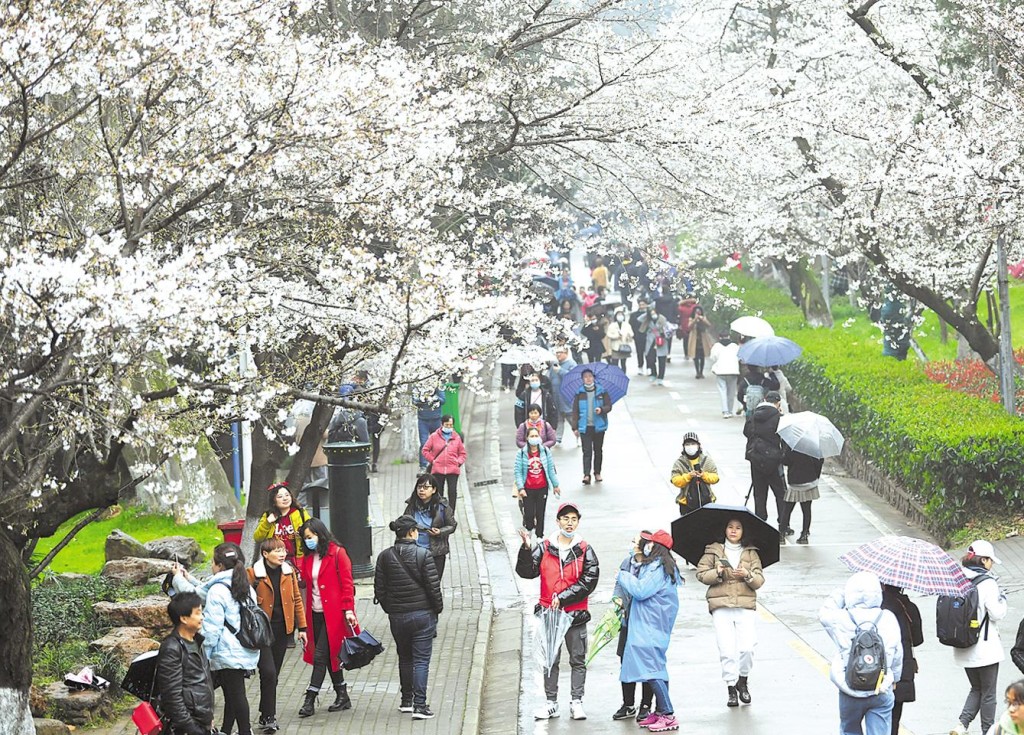 武漢大學的櫻花吸引不少遊客入內參觀。