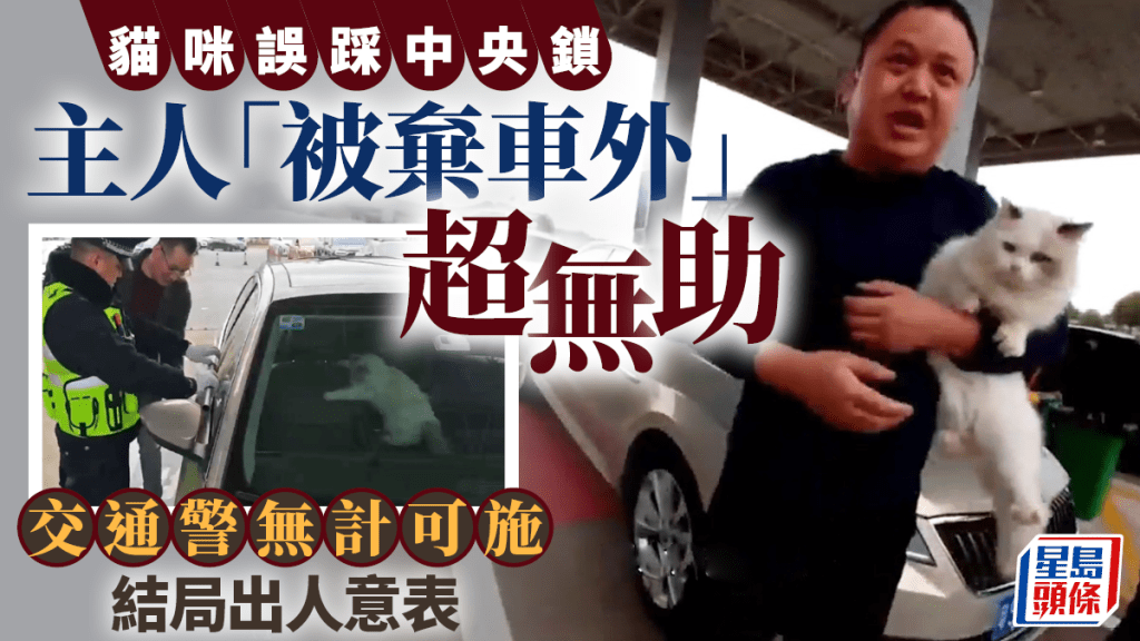 百厭貓鎖車︱主人「被棄車外」超無助   結局出人意表……︱有片